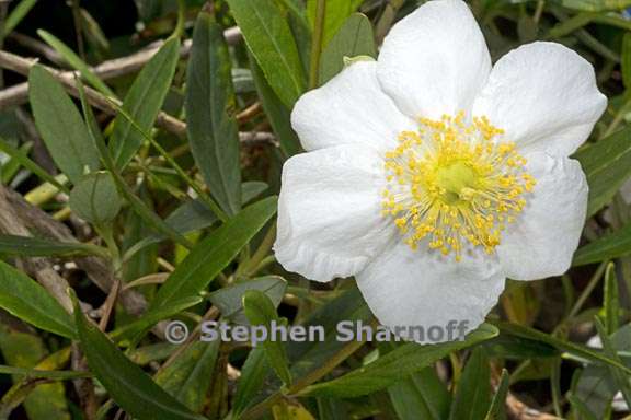 carpenteria californica 3 graphic